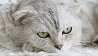 开云·体育全站登录地址-体育新闻中心推动基层体育数字内容生态建设，体育产业数字化